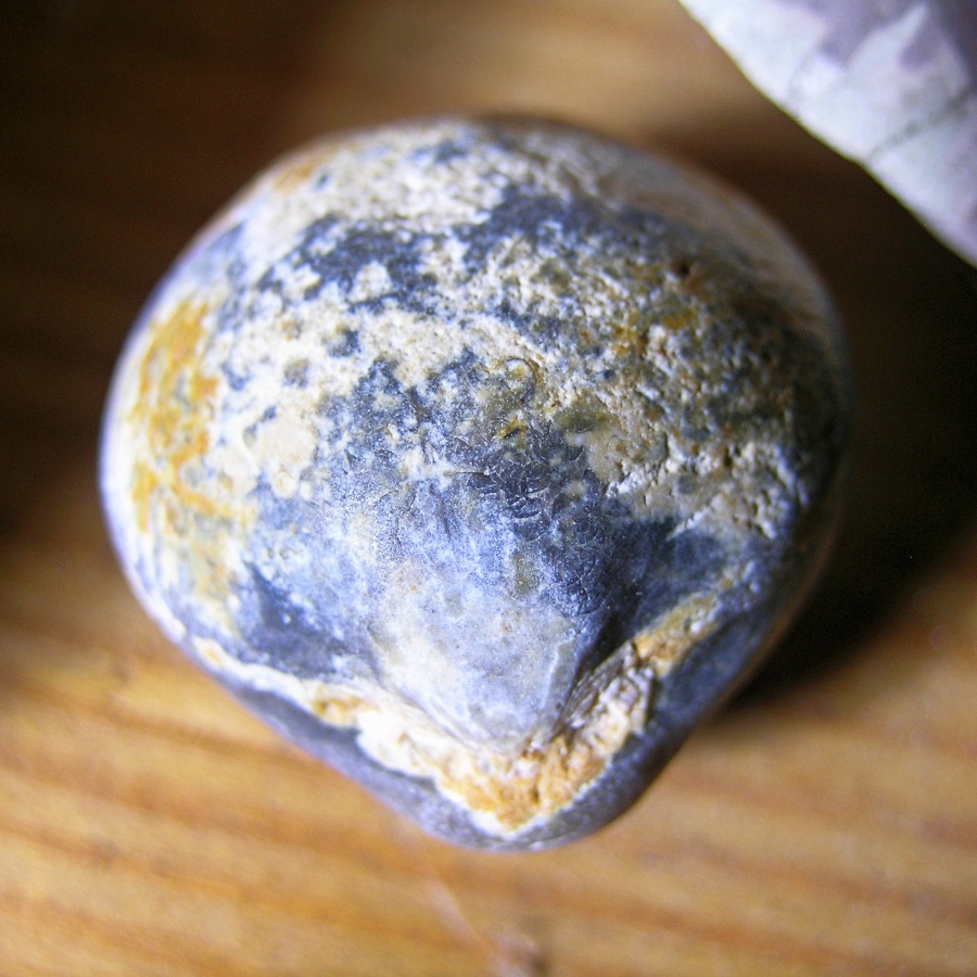 Flint After Fossil Bivalve - Perfect Little Stone Shell