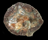 Kopfchen Thunderegg