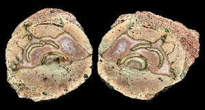 Nesselhof Thunderegg