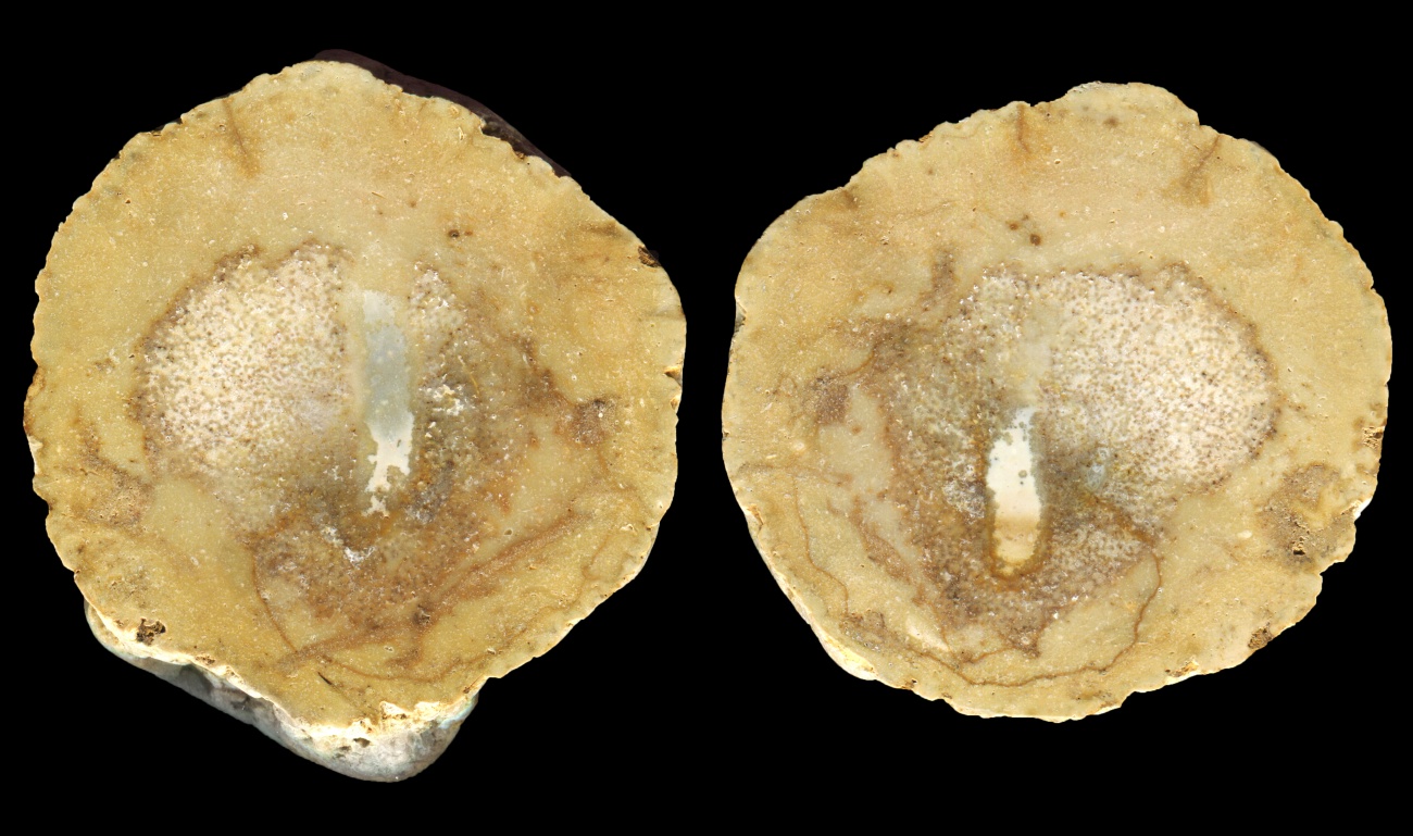 Possible Phosphatic Nodule with Fossil Sponge