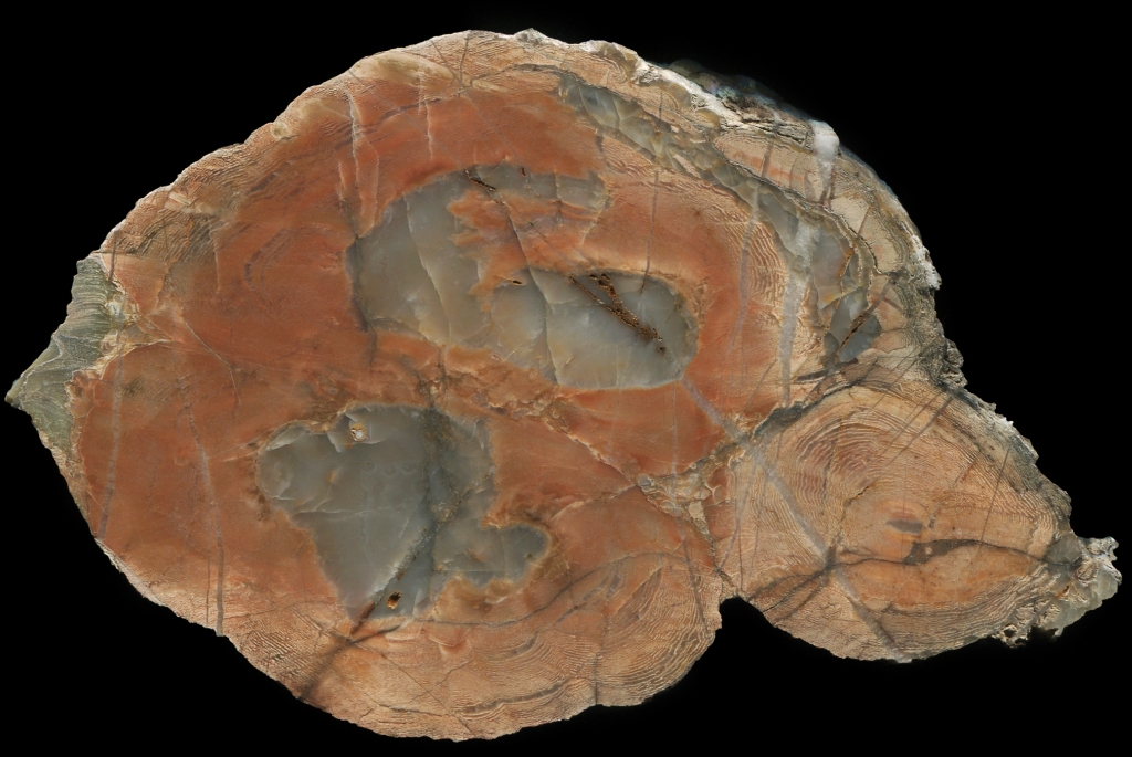 Large Salmon Pink Sadgill #1 Thunderegg