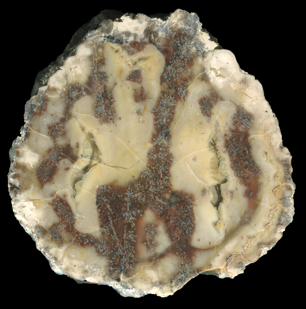 Mudball Donnybrook Thunderegg with Amazing Patterns