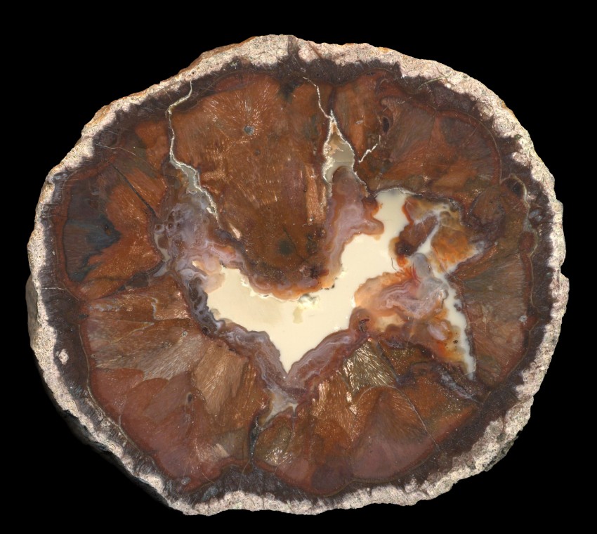 Simple Buchanan Thunderegg