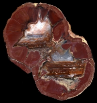 Skull Springs Thunderegg