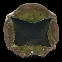 Eddy Bed Thunderegg with Box Core