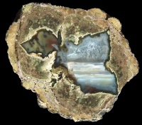 Fallen Tree Thundereggs